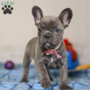Charlene, Frenchton Puppy